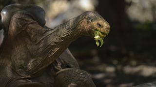 Diego, la tortuga “sex symbol” de 100 años que salvó a su especie y fue devuelta a su isla en Galápagos