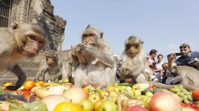 Los monos han encontrado su hogar en la ciudad tailandesa de Lopburi.(Foto: EFE)