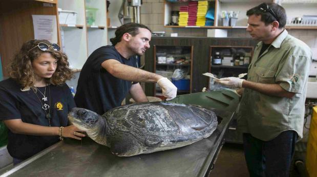 La tortuga mutilada que vuelve a nadar con aleta artificial - 4