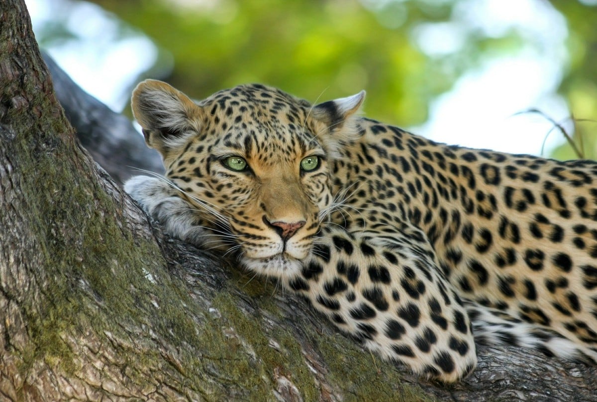 Leopardo que quería convertir a un mono en su presa, termina quedando en ridículo. (Foto: Pixabay / referencial)