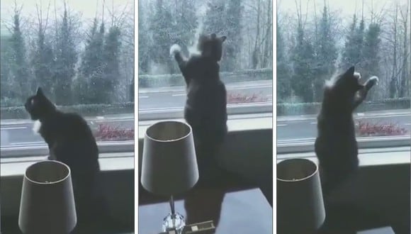 El gato, de nombre Sox, no se percató que la ventana estaba cerrada. (Foto: Caters Clips | YouTube)