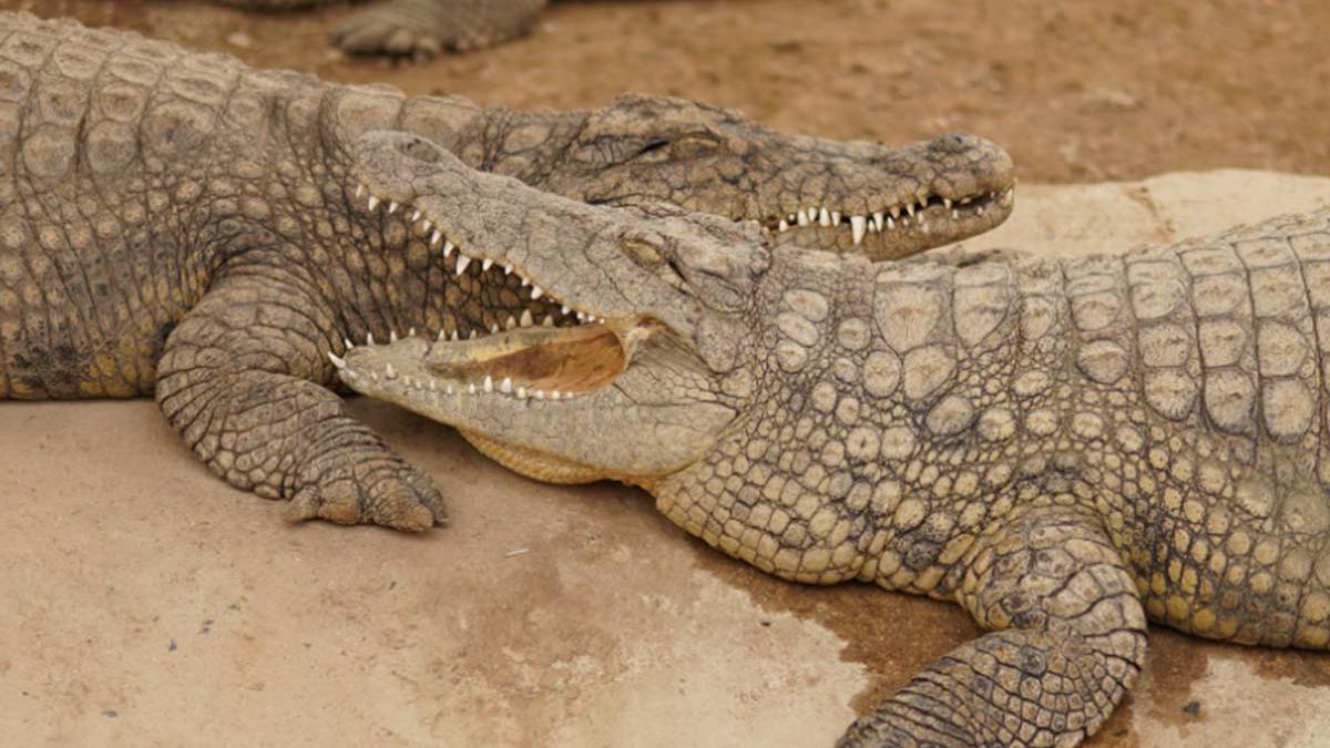 Video viral | El impactante momento en que un cocodrilo de seis metros  devora a otro más pequeño | Florida | Everglades Holiday Park | USA | MX |  México | Tendencias | Facebook | nnda nnrt | VIRALES | MAG.