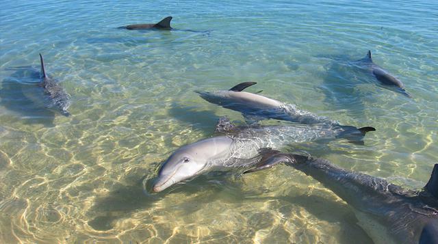 Descubre Monkey Mia, la playa llena de delfines en Australia - 2