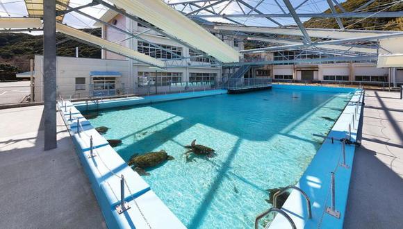 Escuela convertida en acuario en Japón: una piscina al aire libre con animales locales como tortugas marinas y tiburones. (MUROTO HAIKO AQUARIUM).