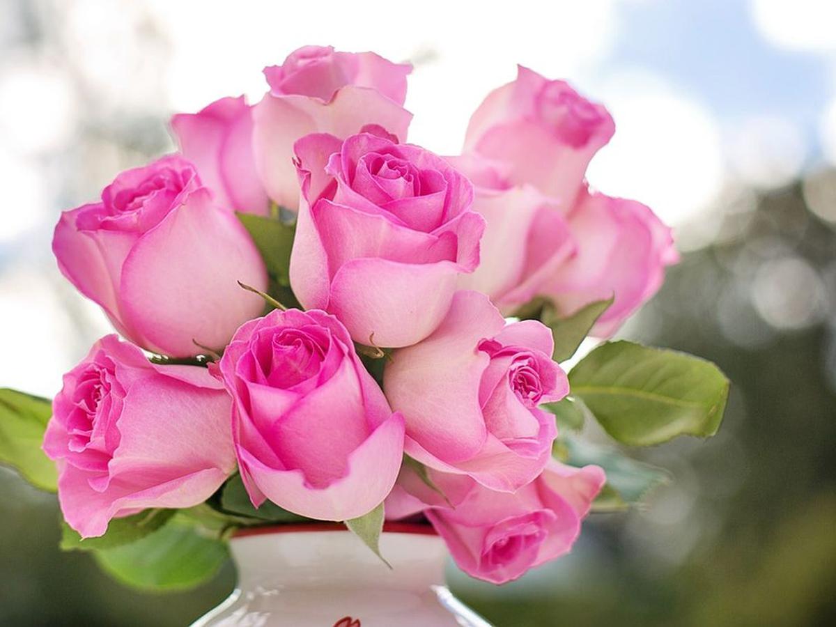 aerolíneas pasar por alto región San Valentín: ¿qué significan las rosas según su color? | RESPUESTAS | MAG.