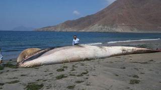 Indignación por alcalde que se tomó foto con ballena muerta