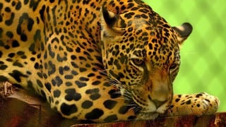 Mujer intenta tomarse selfie junto a jaguar, se acerca demasiado y termina con un brazo destrozado 