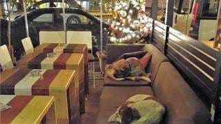 Perros durmiendo en cafetería causan revuelo