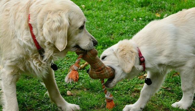 Los perros solo quería jugar, pero su hermano se negó a prestarles el preciado objeto. (Foto: Pixabay)