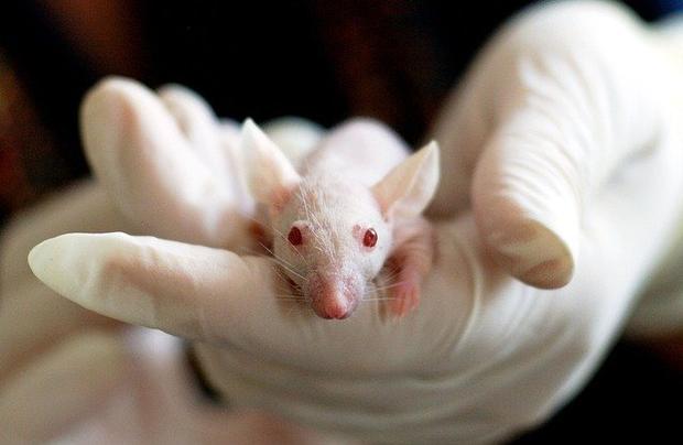 Los investigadores esperan que la vacuna genere anticuerpos en los ratones y también sea segura. (Foto: Pixabay)