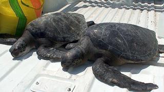 Casma: tortugas marinas y guanayes fueron rescatados