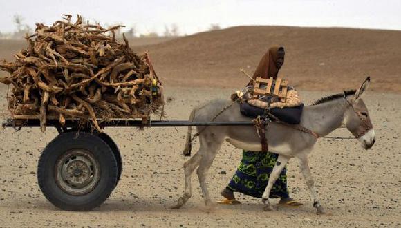 La medicina tradicional china amenaza a los burros de África