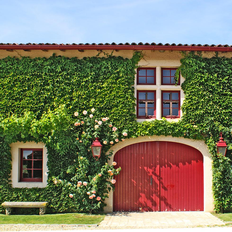Cubre los muros de tu casa con plantas trepadoras | CASA-Y-MAS | EL  COMERCIO PERÚ