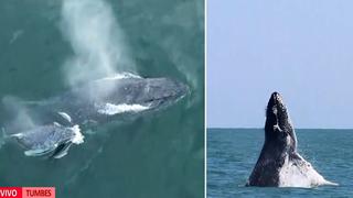 Avistamiento de ballenas: así es el maravilloso espectáculo en el mar de Tumbes
