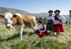Día Mundial de la Leche: Midagri impulsa pequeños ganaderos a mejorar producción de leche