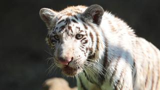 Gignac, el tigre de Bengala que tomó el apellido de una estrella de fútbol