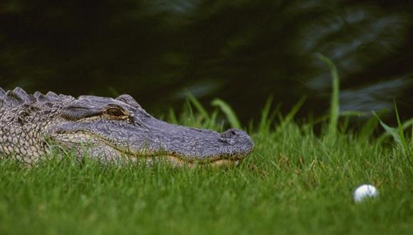 Golfista sudafricano muere por ataque de cocodrilo