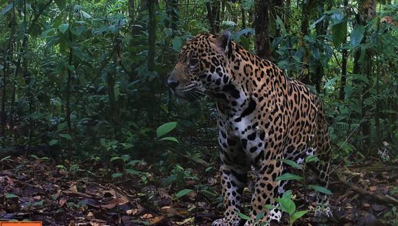 Existen 34 poblaciones de jaguar identificadas en todo América. Esta es una especie emblemática del continente. Foto: Cámara trampa en reserva Cuyabeno/ WWF Ecuador.