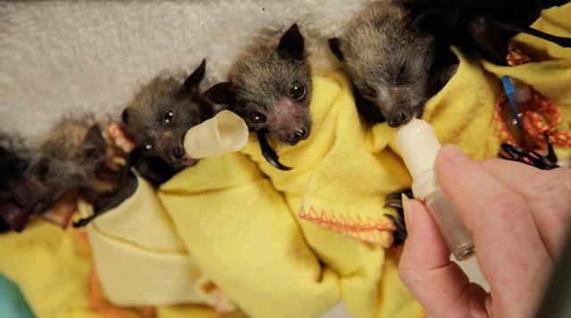 El tierno proceso para salvar la vida de murciélagos [FOTOS] - 1