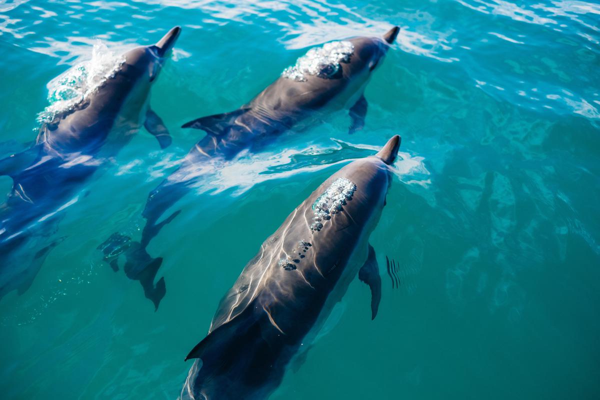 Ruido en los océanos afecta a animales marinos