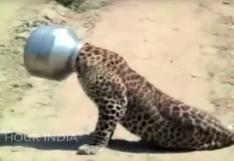Leopardo queda atrapado en olla de acero | VIDEOS