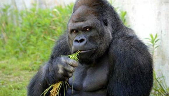 El gorila que le roba suspiros a las jovencitas en Japón