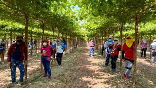 Sunafil encontró 543 trabajadores agrarios ocultos por empresas en Ica