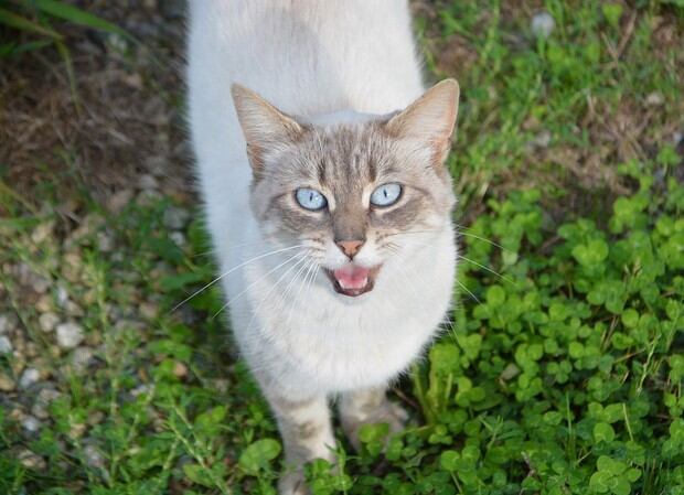 Un maullido o mayido es la voz más típica que caracteriza a un gato (Foto: Pixabay)