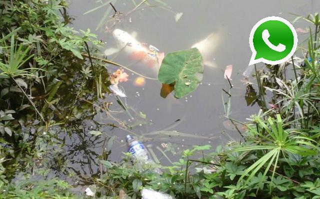 WhatsApp: Parque de las Leyendas tiene descuidada una laguna - 1