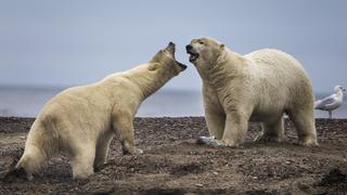 Alaska: osos polares acuden a aldea para alimentarse
