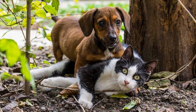 Un pitbull se niega a alejarse de gatita que cuidó por semanas y sorprende a usuarios en las redes sociales. Su historia es viral (Pixabay)