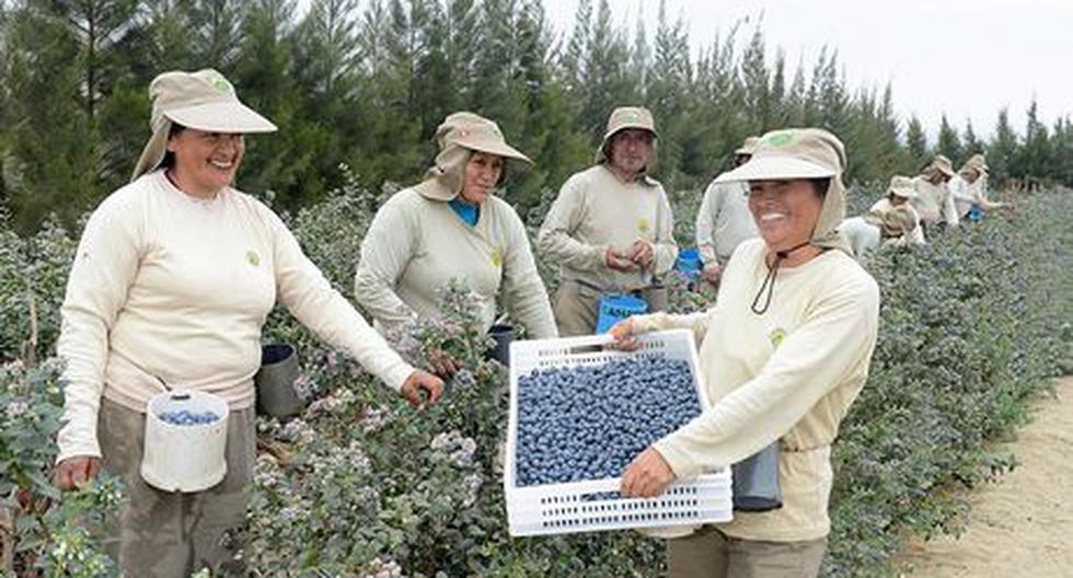 Proyectos agrícolas que explora Frontal Trust en Perú están relacionados con arándanos, paltas, cítricos y uvas de mesa.