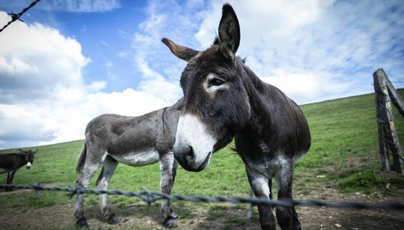 Donkeys of Loick Crampon, farmer, stand in a field, near Grumesnil, northern France on September 7, 2020. - One of Crampon's donkey has been attacked and killed in the night of June 17 to June 18, 2020. A man was arrested on September 7 in the Haut-Rhin department, and taken into custody in the investigation opened in late August after abuses inflicted on a horse and two ponies, according sources close to the case. This is the first arrest in one of the investigations on the mutilation of horses that have been on the increase in France since the summer. (Photo by LOU BENOIST / AFP)