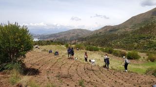 Son escolares y con sus propios fondos plantaron 13 mil árboles en este inédito lugar de Cusco