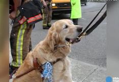 Nueva York: Perro guía se para frente a auto para salvar a dueña