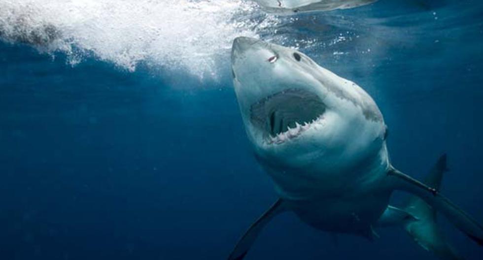 Cada domingo de septiembre los televidentes podrán disfrutar de Shark Month. (Foto: Facebook)