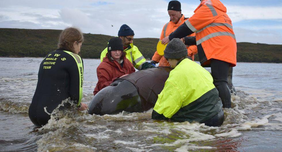 Rescatistas tratan de salvar a una de las cientos de ballenas que quedaron varados en la bahía Macquarie, en Australia. (Foto: MELL CHUN / AFP)