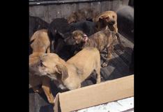 Barranco: Piden a ciudadanos adoptar a cachorros rescatados