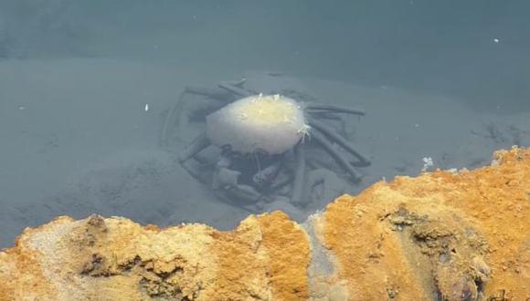 El extraño lago donde los animales marinos mueren [VIDEO]