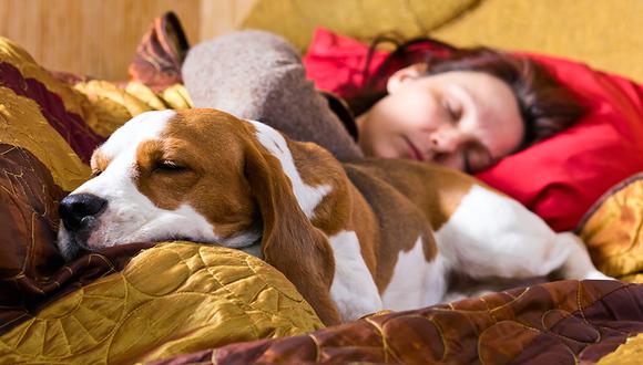 ¿Duermes con tu mascota? Entérate por que deberías evitarlo