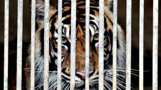 Una cuidadora de un zoológico muere en Chile por el ataque de un tigre