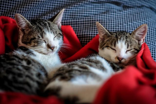 Dos gatos domésticos del Estado de Nueva York dieron positivo por el nuevo coronavirus, convirtiéndose en los primeros casos confirmados en animales de compañía en Estados Unidos. (Foto: Pixabay/Referencial)