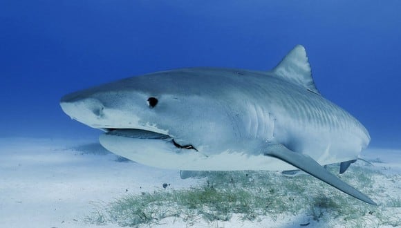 El tiburón nadaba cerca de la orilla sin que nadie pudiese advertir su presencia. (Foto referencial - Pexels)