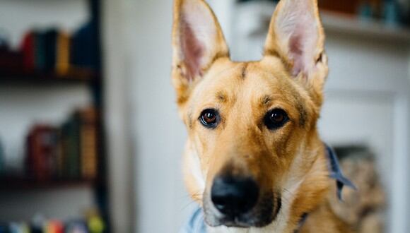 Si tu perro tiene orejas caídas requerirá unas limpieza más regular. (Foto: Pexels)