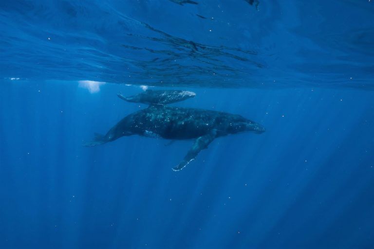 Una ballena jorobada madre y cría cerca de la superficie.  montereydiver en Best Running / CC BY 2.0.