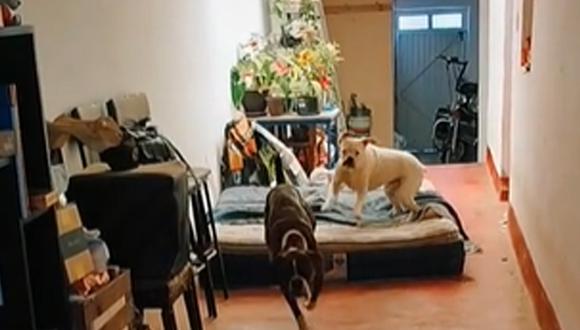 El perrito que ayuda al can sordo enternecerá tu corazón. (Foto: Captura/TikTok-boxertrilogy)