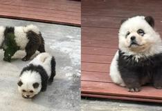 China: zoológico es denunciado por maltrato animal por pintar perros para que parezcan pandas
