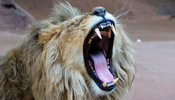México: Empleado de zoológico muere al ser atacado por un león. (Foto: AFP)
