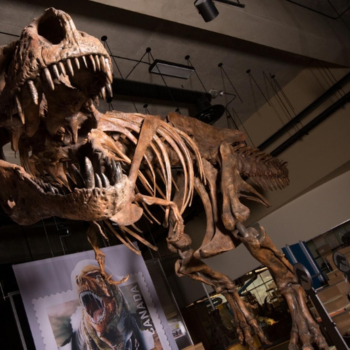 El escabroso y desagradable descubrimiento sobre el T-Rex: sus