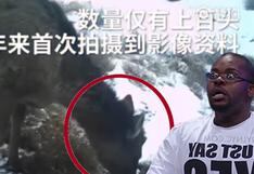YouTube: ¿el extraño animal mitad caballo, mitad ciervo, apareció en China?